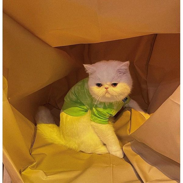 cat costumes autumn winter sweater small dog warm clothes pet for kitten clothing lovely vest teddy cute costume n165
cat costumes autumn winter sweater small dog warm clothes pet for kitten clothing lovely vest teddy cute costume n165