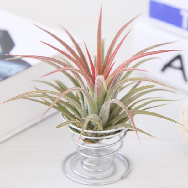 vases metal iron spring base flower stand shelf floor hollow shaped air plants home decor balcony plant holder
vases metal iron spring base flower stand shelf floor hollow shaped air plants home decor balcony plant holder