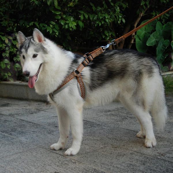 breathable mesh polka dot dog harness vest leash pet produts adjustbale outdoor walking collar for medium large dogs collars & leashes
breathable mesh polka dot dog harness vest leash pet produts adjustbale outdoor walking collar for medium large dogs collars & leashes