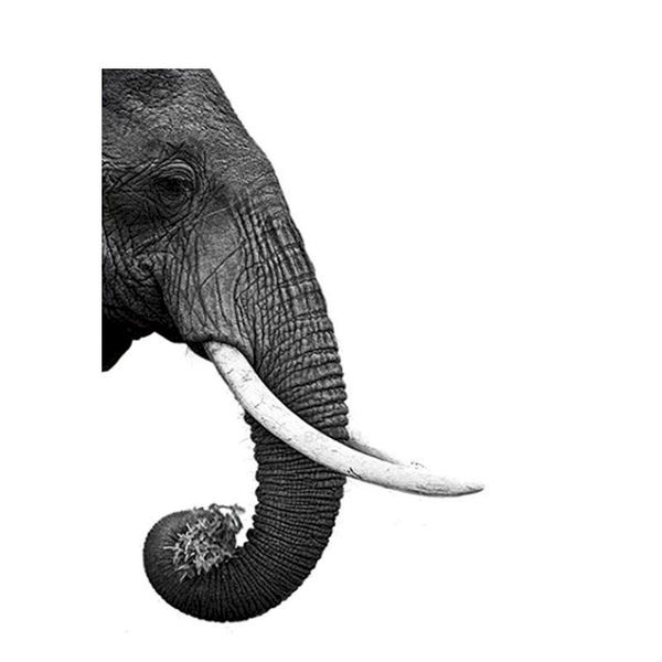 paintings elephant oil pictures by number diy craft kits for adults on canvas with framed acrylic paint numbers coloring drawing decor
paintings elephant oil pictures by number diy craft kits for adults on canvas with framed acrylic paint numbers coloring drawing decor