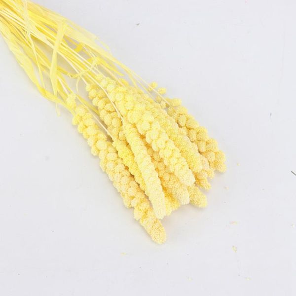 pcs natural dried fresh flower bundle preserved millet diy wedding decoration decorative flowers & wreaths
pcs natural dried fresh flower bundle preserved millet diy wedding decoration decorative flowers & wreaths