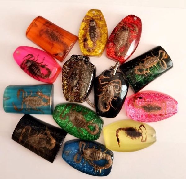 13 pcs natural real insect scorpion keychain magic specimens collecting men women's car keyrings, Slivery;golden
13 pcs natural real insect scorpion keychain magic specimens collecting men women's car keyrings, Slivery;golden
