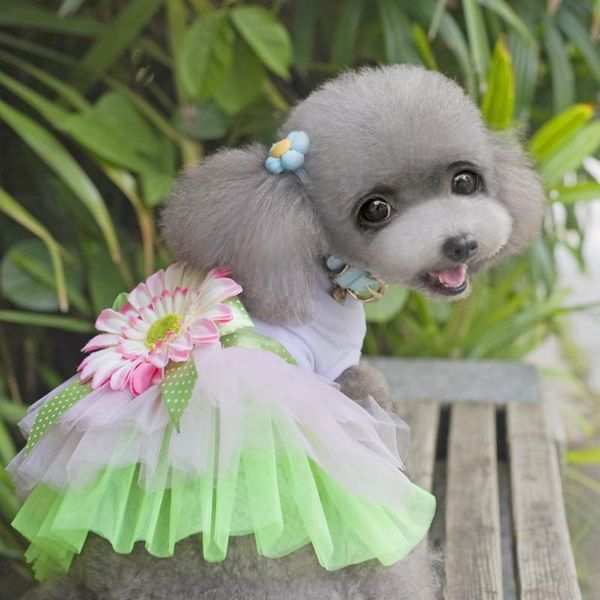dog apparel transer dress princess gauze mesh lace tutu dresses sleeveless tee clothes with sunflower for small pet dogs
dog apparel transer dress princess gauze mesh lace tutu dresses sleeveless tee clothes with sunflower for small pet dogs