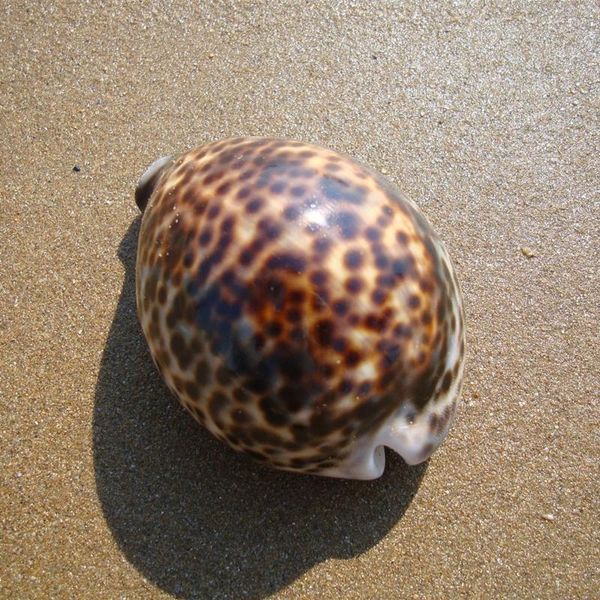 novelty items 2pcs/lot 6-10cm natural craft tiger cowrie conch seashell aquarium ornament fish tank landscape sea snail home decoration
novelty items 2pcs/lot 6-10cm natural craft tiger cowrie conch seashell aquarium ornament fish tank landscape sea snail home decoration