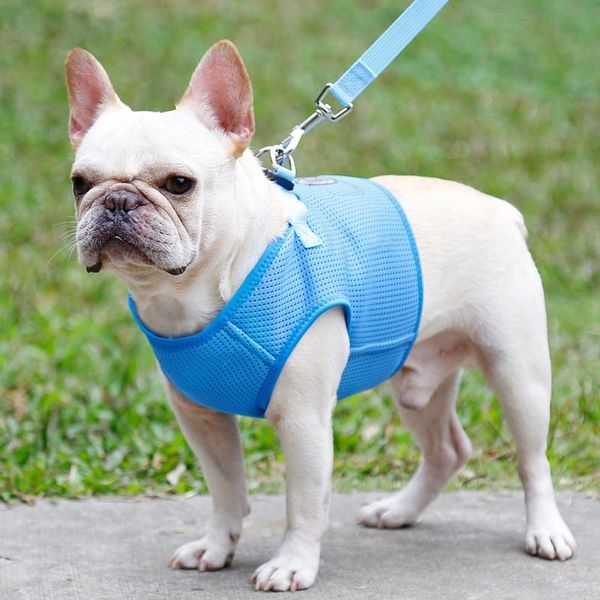 dog collars & leashes vest harnesses kit breathable mesh fabric adjustable walking training with leading rope pet accessories
dog collars & leashes vest harnesses kit breathable mesh fabric adjustable walking training with leading rope pet accessories