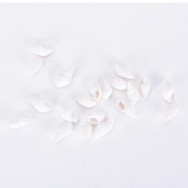 20pcs beach seashells nautical decor sea shells shell craft aquarium wholesale decorations
20pcs beach seashells nautical decor sea shells shell craft aquarium wholesale decorations