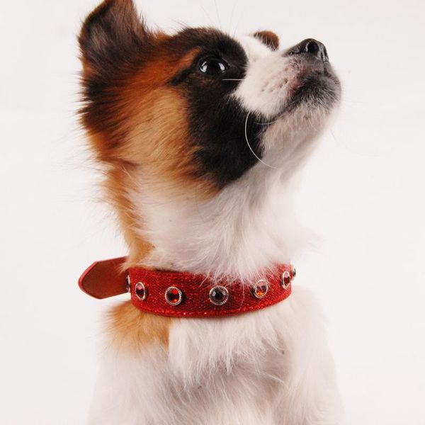 luminous dog collar collars harnesses leads for puppy pets products cat dogs necklace accessories jw0021 & leashes
luminous dog collar collars harnesses leads for puppy pets products cat dogs necklace accessories jw0021 & leashes