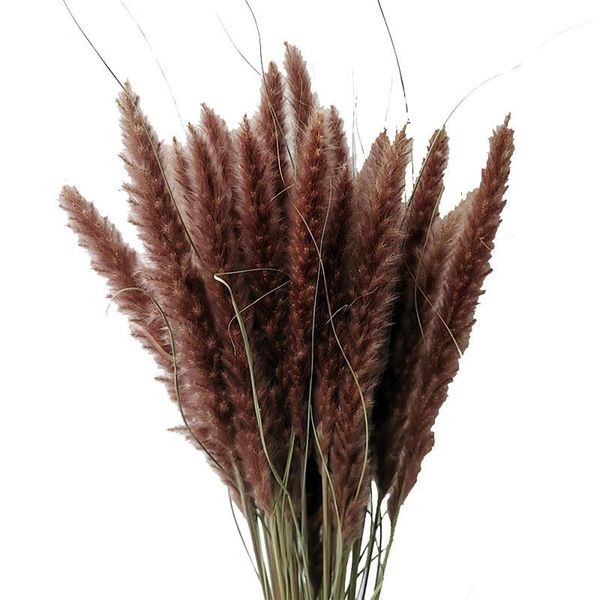 decorative flowers & wreaths 15pcs 60cm pampas grass natural reed wedding dried flower large ceremony diy handmade modern home decoration
decorative flowers & wreaths 15pcs 60cm pampas grass natural reed wedding dried flower large ceremony diy handmade modern home decoration