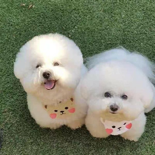 dog apparel pet accessories small and medium-sized dogs cats lace saliva towels supplies decoration cute brown bears white
dog apparel pet accessories small and medium-sized dogs cats lace saliva towels supplies decoration cute brown bears white