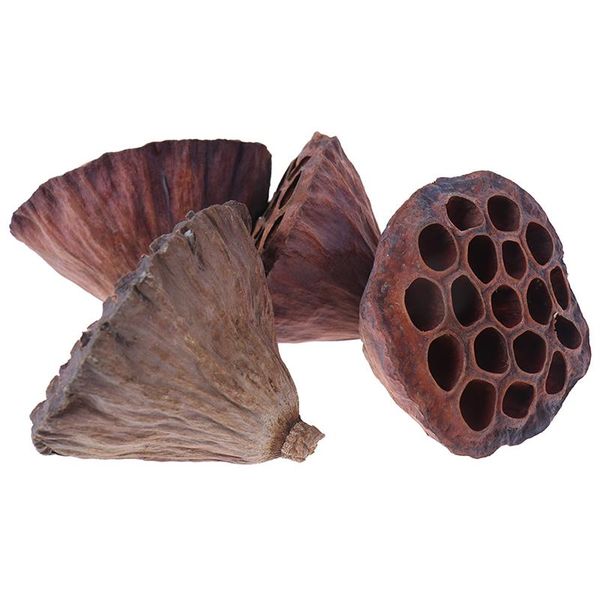 decorative flowers & wreaths 1 pcs lotus natural dried farmhouse bouquet plants branch fall decorations floral for party home
decorative flowers & wreaths 1 pcs lotus natural dried farmhouse bouquet plants branch fall decorations floral for party home