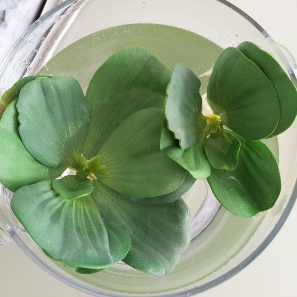 decorative flowers & wreaths artificial water lotus leaves for hawaii luau pool decoration tank plant aquarium decor fake plants leafx
decorative flowers & wreaths artificial water lotus leaves for hawaii luau pool decoration tank plant aquarium decor fake plants leafx