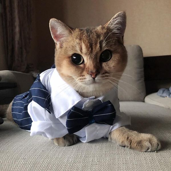 cat costumes gentleman party costume for cats summer handsome wedding clothes evening dress suit tuxedo pets clothing disfraz gato
cat costumes gentleman party costume for cats summer handsome wedding clothes evening dress suit tuxedo pets clothing disfraz gato