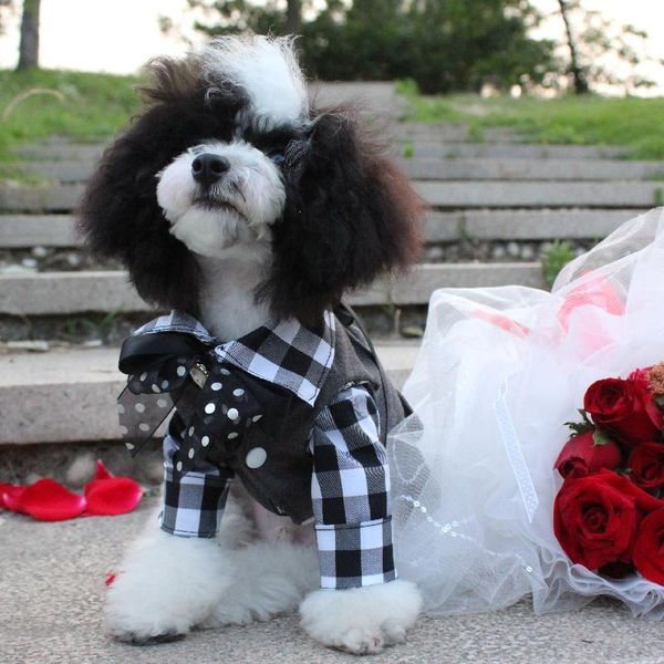 dog apparel 2021 pet clothes handsome gentleman black plaid shirt vest for male dogs wedding party costumes suits chihuahua poodle
dog apparel 2021 pet clothes handsome gentleman black plaid shirt vest for male dogs wedding party costumes suits chihuahua poodle