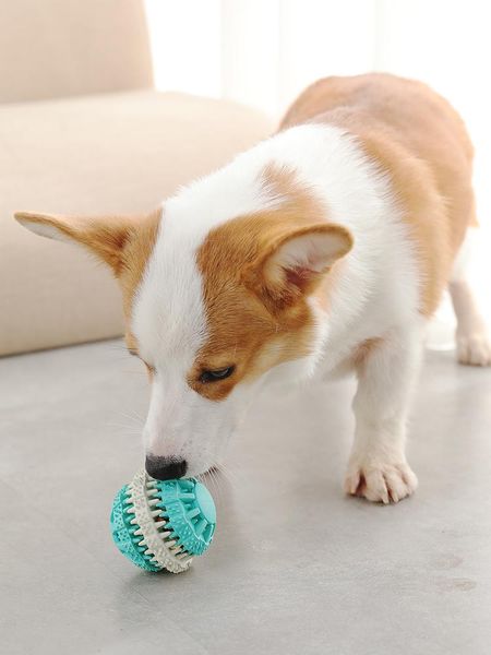 cat toys dog toy ball gold wool products bite pet training rubber molars tooth cleaning can be eaten
cat toys dog toy ball gold wool products bite pet training rubber molars tooth cleaning can be eaten