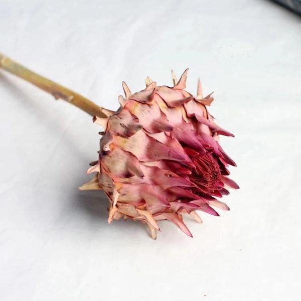 decorative flowers & wreaths 2pcs/6-8cm head natural dried protea flowers,diy sun flores plant for wedding home valentine's day decor,d
decorative flowers & wreaths 2pcs/6-8cm head natural dried protea flowers,diy sun flores plant for wedding home valentine's day decor,d