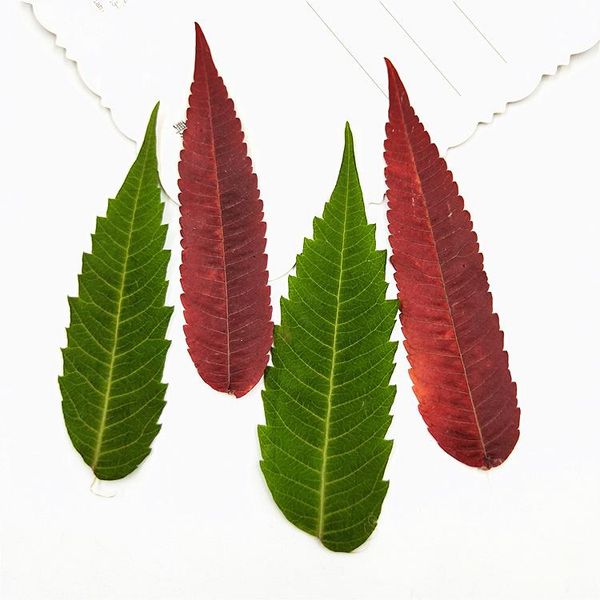 decorative flowers & wreaths 3 picees true flower dry hua ya embossing painting young children handmade face makeup plant specimen epoxy han
decorative flowers & wreaths 3 picees true flower dry hua ya embossing painting young children handmade face makeup plant specimen epoxy han