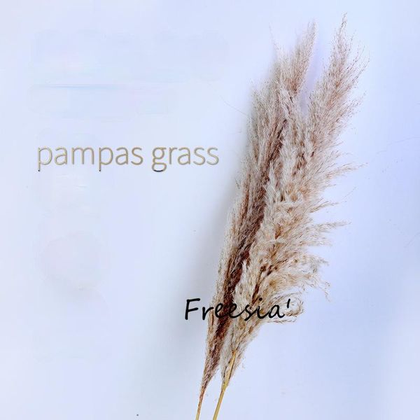 80cm natural reed dried flower big pampas grass bouquet wedding ceremony decoration modern home decorative flowers & wreaths
80cm natural reed dried flower big pampas grass bouquet wedding ceremony decoration modern home decorative flowers & wreaths