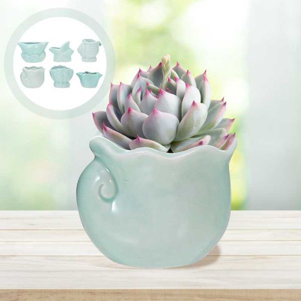 planters & pots 6pcs creative succulent plant flowerpot ceramic household bonsai pot
planters & pots 6pcs creative succulent plant flowerpot ceramic household bonsai pot