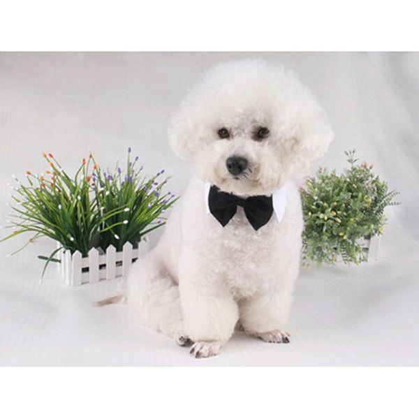 dog grooming cat striped bow tie collar pet adjustable neck white necktie party wedding puppy collars & leashes 
dog grooming cat striped bow tie collar pet adjustable neck white necktie party wedding puppy collars & leashes