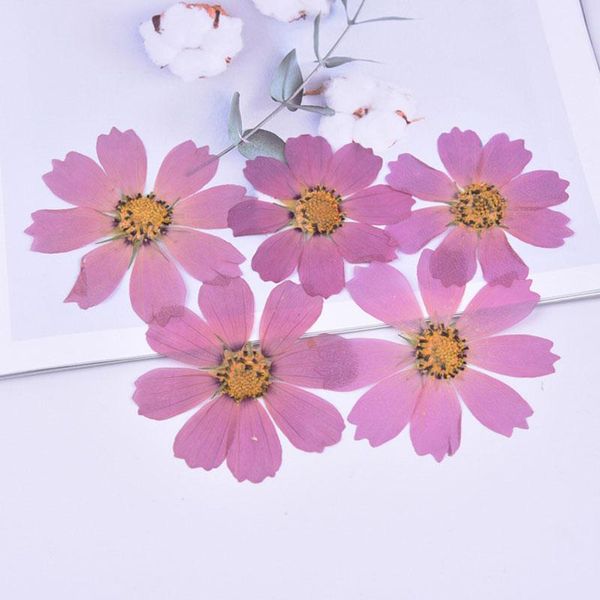 decorative flowers & wreaths 5pcs/bag cosmos gesang flower dried embossing teacher's day handmade gift diy drip glue pressed mobile pho
decorative flowers & wreaths 5pcs/bag cosmos gesang flower dried embossing teacher's day handmade gift diy drip glue pressed mobile pho