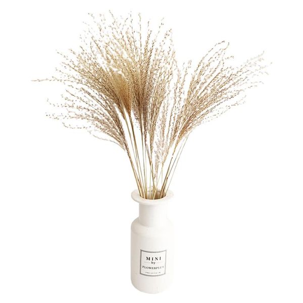 decorative flowers & wreaths 20 pieces dried household reed indoor ornament deskdecor for sitting room bedroom
decorative flowers & wreaths 20 pieces dried household reed indoor ornament deskdecor for sitting room bedroom