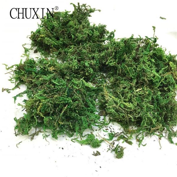 decorative flowers & wreaths 50g/bag green moss dry real silk flower wedding plants vase l turf accessories for flowerpot decoration
decorative flowers & wreaths 50g/bag green moss dry real silk flower wedding plants vase l turf accessories for flowerpot decoration