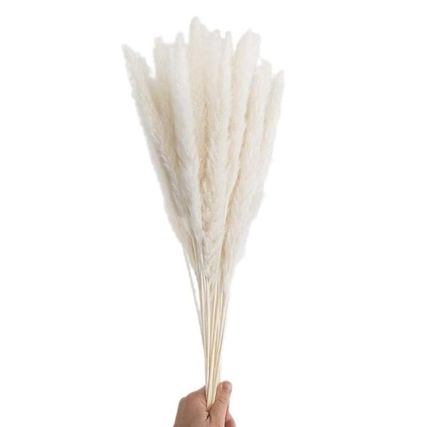 decorative flowers & wreaths dried flower set pampas grass natural dry fluffy for home decoration wedding arrangement
decorative flowers & wreaths dried flower set pampas grass natural dry fluffy for home decoration wedding arrangement