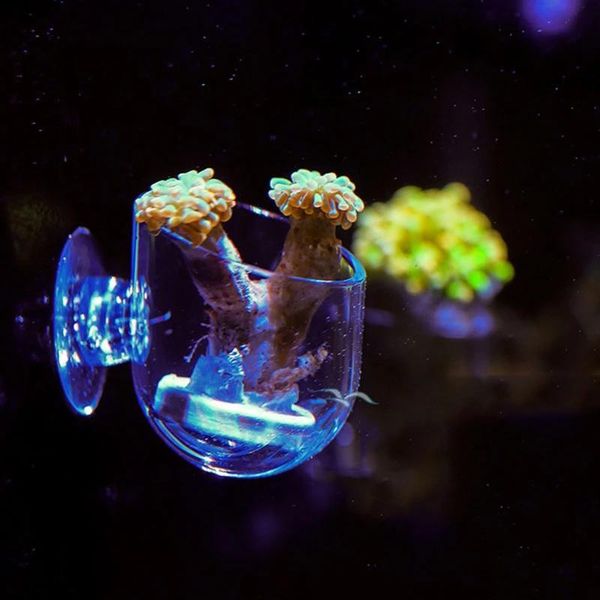 mini acrylic coral grass planting pot anemone pacifier cup fish tank water plant red worm feeding aquarium deciration decorations
mini acrylic coral grass planting pot anemone pacifier cup fish tank water plant red worm feeding aquarium deciration decorations