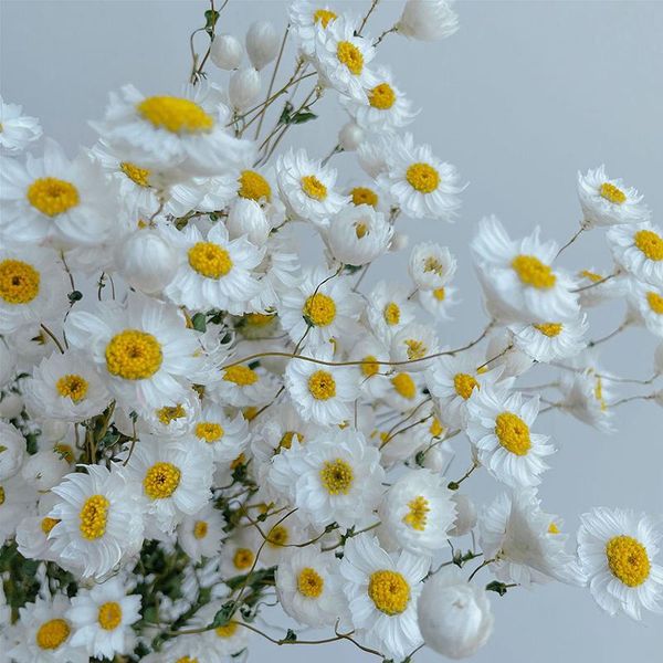 decorative flowers & wreaths real natural eternal preserved dried flower diy helichrysum material true decoration for wedding decor daisy bo
decorative flowers & wreaths real natural eternal preserved dried flower diy helichrysum material true decoration for wedding decor daisy bo