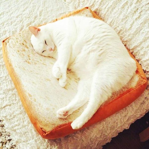 cat beds & furniture soft portable lounger for dogs puppy bread mat pet pillow sofa bed kittens underpad home rug cushion cats house
cat beds & furniture soft portable lounger for dogs puppy bread mat pet pillow sofa bed kittens underpad home rug cushion cats house