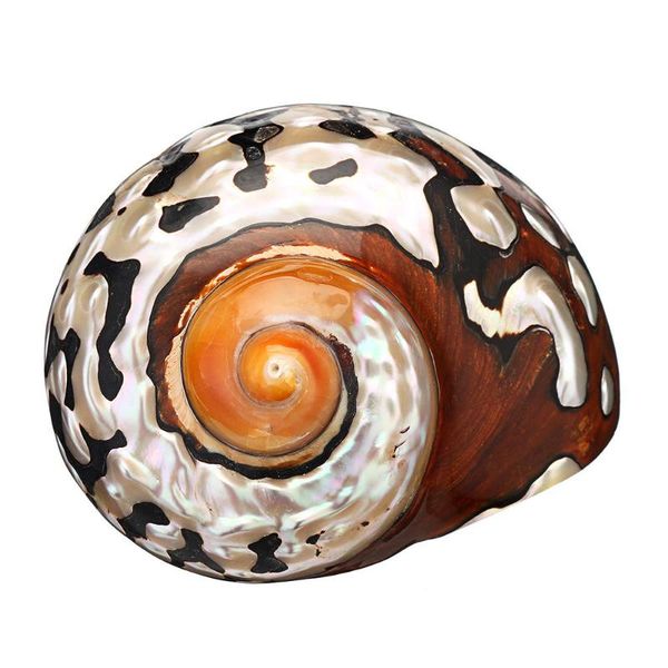 natural conch shell african turban coral sea snail home ornament fish tank living room decoration novelty items
natural conch shell african turban coral sea snail home ornament fish tank living room decoration novelty items