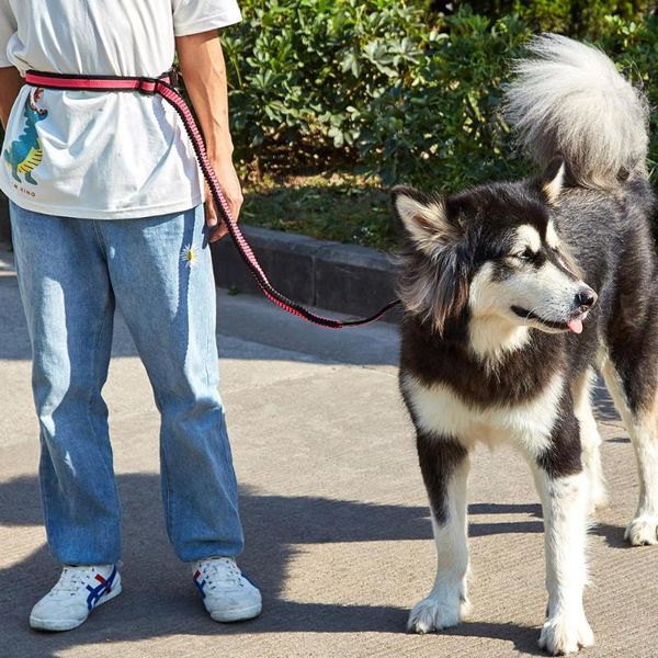 hands running pet dog leashes walking belt ajustable great for handsrunning, jogging or collars &
hands running pet dog leashes walking belt ajustable great for handsrunning, jogging or collars &