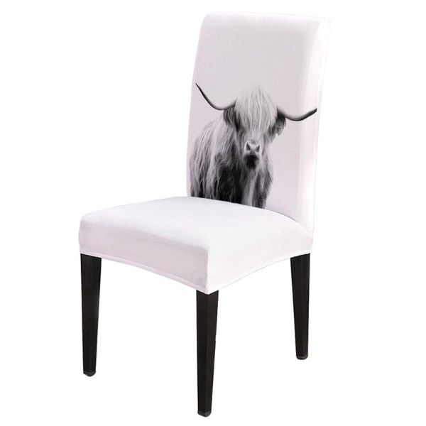 chair covers black white cattle portraits cover for dining room chairs high back living sets home kitchen
chair covers black white cattle portraits cover for dining room chairs high back living sets home kitchen