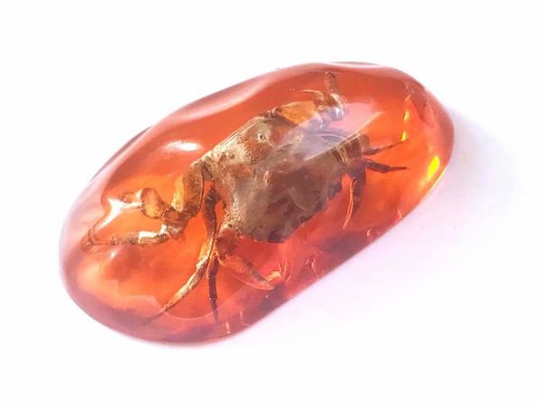12 pcs big size style keychain real crab insect fashion color specimen, Slivery;golden
12 pcs big size style keychain real crab insect fashion color specimen, Slivery;golden