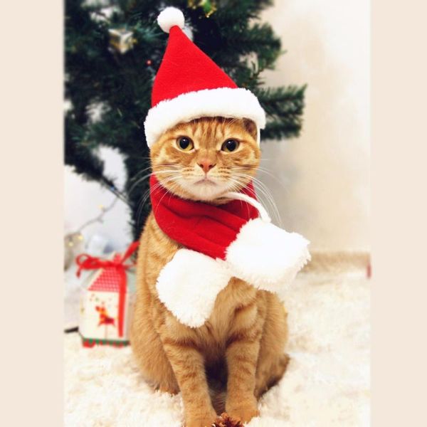dog apparel winter autumn christmas small dogs hat scarf costume accessories for pets supplies cats xmas
dog apparel winter autumn christmas small dogs hat scarf costume accessories for pets supplies cats xmas