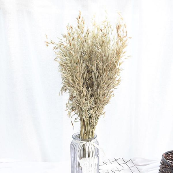 25/50pcs natural wheat ear flower decoration pampas tail grass dried wedding party diy craft scrapbook bouquet decorative flowers & w wreath
25/50pcs natural wheat ear flower decoration pampas tail grass dried wedding party diy craft scrapbook bouquet decorative flowers & w wreath