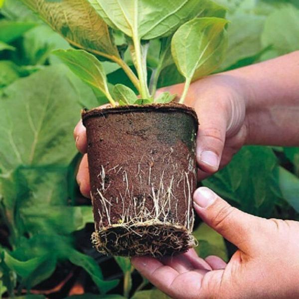 environmentally friendly plant cup planting flower pot tray garden sale planters & pots
environmentally friendly plant cup planting flower pot tray garden sale planters & pots