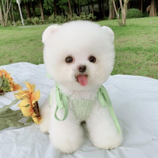 summer dog dress puppy dresses small clothes chihuahua yorkie yorkshire clothing poodle pomeranian pet apparel cat skirt
summer dog dress puppy dresses small clothes chihuahua yorkie yorkshire clothing poodle pomeranian pet apparel cat skirt