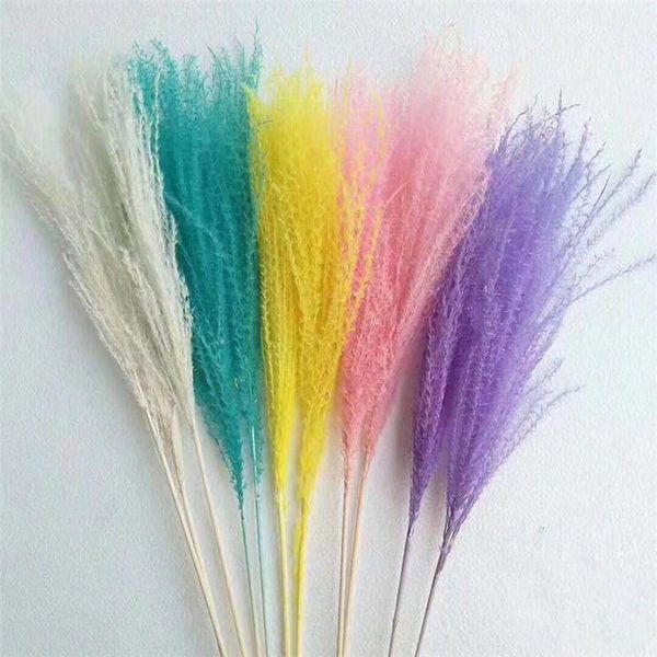 decorative flowers & wreaths diy decor pography prop natural horsetail whisk pampas grass bouquet nordic home dried flower wedding phragmite
decorative flowers & wreaths diy decor pography prop natural horsetail whisk pampas grass bouquet nordic home dried flower wedding phragmite