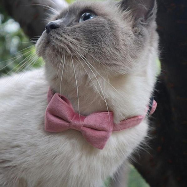 cat collars & leads necklace decor skin-friendly adjustable fabric collar durable decorative pet accessories
cat collars & leads necklace decor skin-friendly adjustable fabric collar durable decorative pet accessories