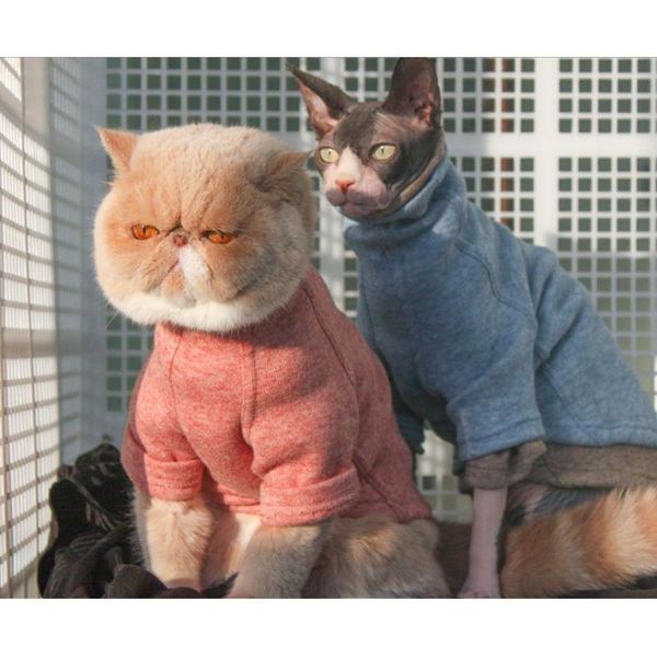 cat costumes pet clothes hairless clothing autumn and winter warmth sphinx high collar kitten costume sweater outfit
cat costumes pet clothes hairless clothing autumn and winter warmth sphinx high collar kitten costume sweater outfit
