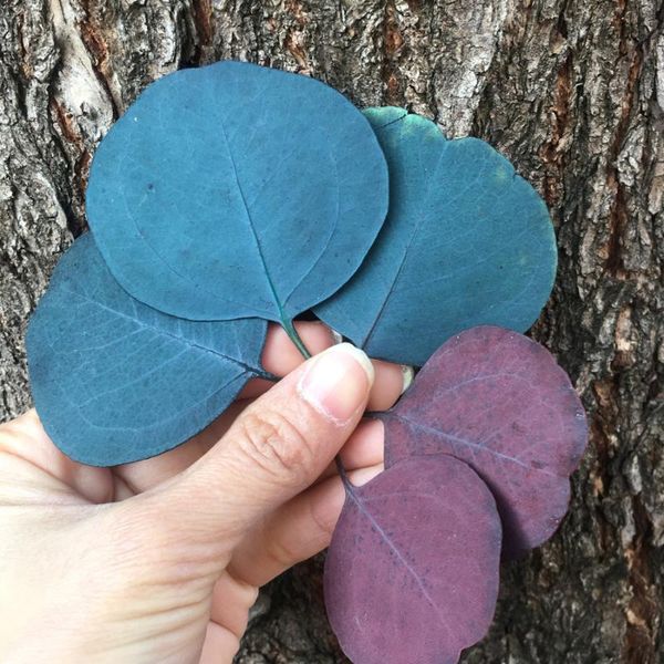 decorative flowers & wreaths 20pcs/lot preserved fresh round eucalyptus leaf,diy nature eternell floral ,wedding favor home card po gift flo
decorative flowers & wreaths 20pcs/lot preserved fresh round eucalyptus leaf,diy nature eternell floral ,wedding favor home card po gift flo