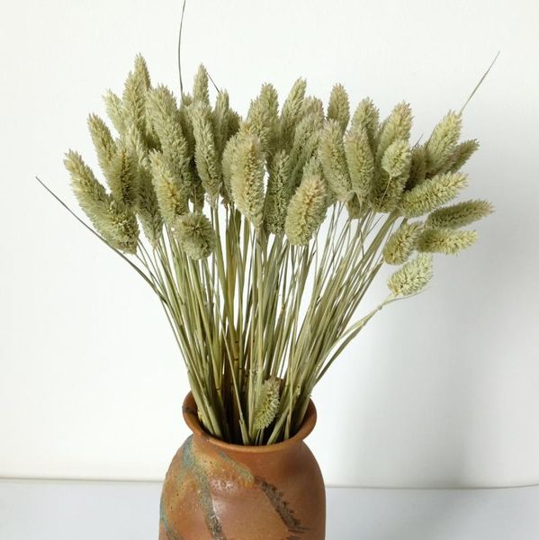 dried tail grass,dried phalaris grass,canary grass for wedding decor decorative flowers & wreaths
dried tail grass,dried phalaris grass,canary grass for wedding decor decorative flowers & wreaths