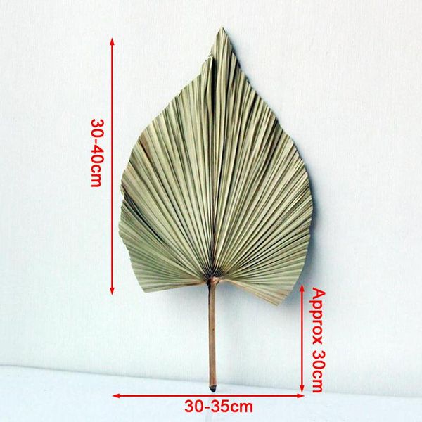 natural dried flower palm leaf spear wall hanging wedding arch home decor green 1pc leave decorative flowers & wreaths
natural dried flower palm leaf spear wall hanging wedding arch home decor green 1pc leave decorative flowers & wreaths
