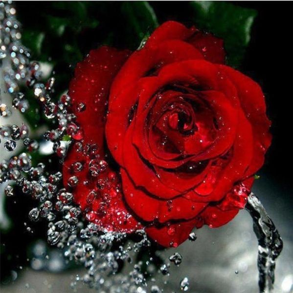 paintings diy digital painting by numbers package red rose with water drops mural kits coloring wall art picture gift frameless
paintings diy digital painting by numbers package red rose with water drops mural kits coloring wall art picture gift frameless