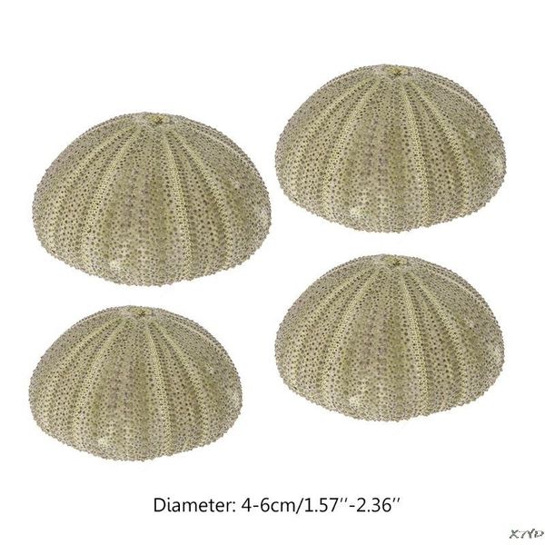 decorations 1 natural sea urchin reptile box aquarium gardening diy art craft ornament
decorations 1 natural sea urchin reptile box aquarium gardening diy art craft ornament