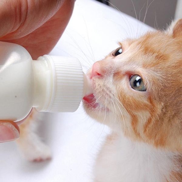 white 50ml baby dog cat water bottle kitten feeding bottles feeder with brush plastic puppy nursing milk bowls & feeders
white 50ml baby dog cat water bottle kitten feeding bottles feeder with brush plastic puppy nursing milk bowls & feeders