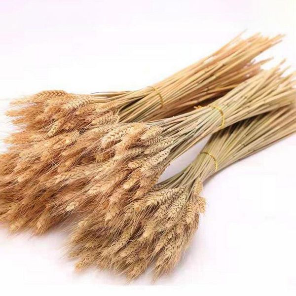 real plants wheat ear pampa dried flowers for easter wedding party diy craft scrapbook bouquet flores secas naturales decoracion decorative
real plants wheat ear pampa dried flowers for easter wedding party diy craft scrapbook bouquet flores secas naturales decoracion decorative