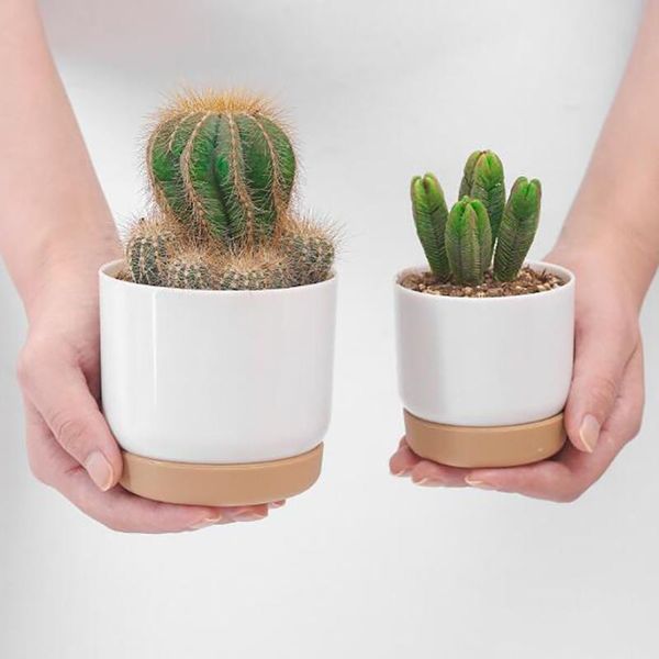 planters & pots succulent plant pot double-layer green dill small plantflowerpot
planters & pots succulent plant pot double-layer green dill small plantflowerpot