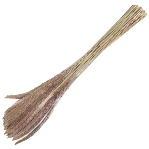 decorative flowers & wreaths 60pcs natural dried pampas grass ,phragmites communis,reed plant,wedding flower bunch home decor diy matching p
decorative flowers & wreaths 60pcs natural dried pampas grass ,phragmites communis,reed plant,wedding flower bunch home decor diy matching p